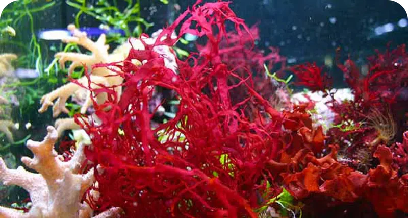 LuminEye-ingredient-2