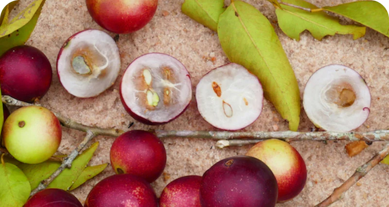 LuminEye-ingredient-5